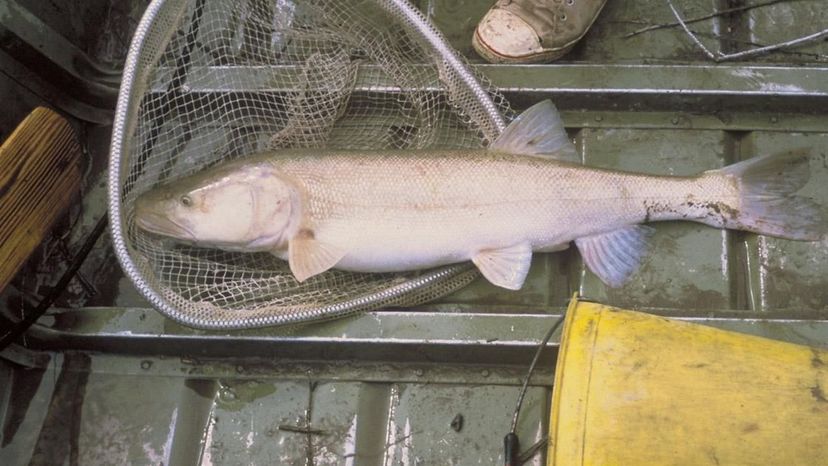 Colorado pikeminnow