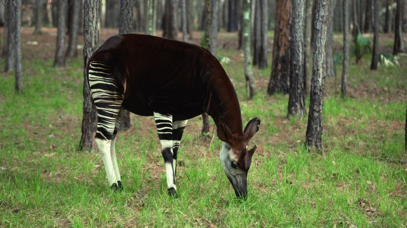 Okapi