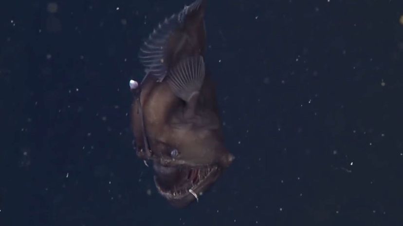 Black sea devil anglerfish