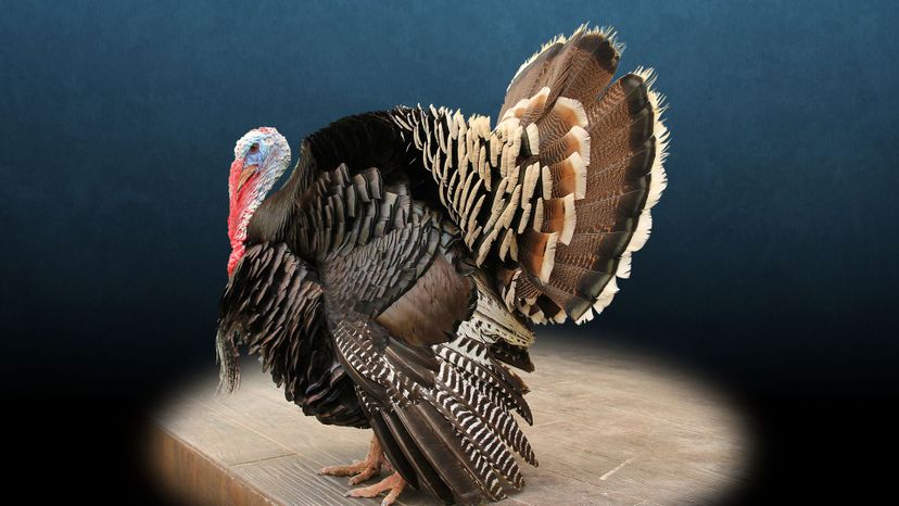 american bronze turkey