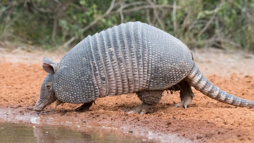 Armadillo