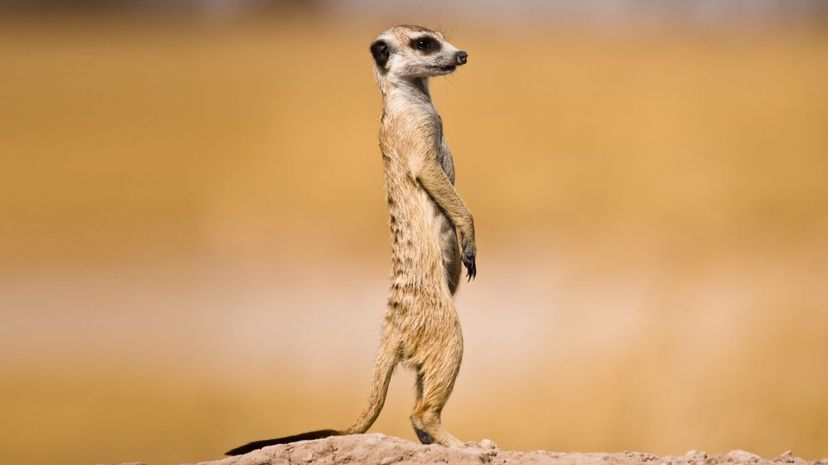 Meerkat