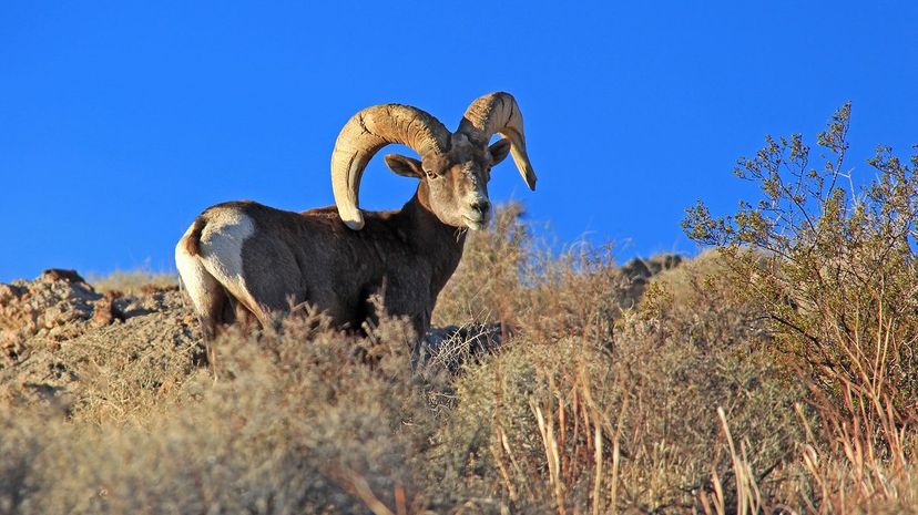 37 Desert bighorn mountain sheep