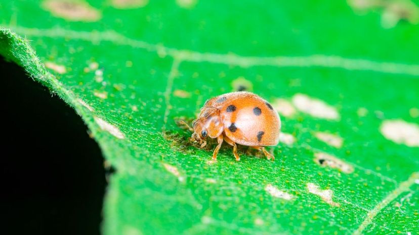 Mexican bean beetle