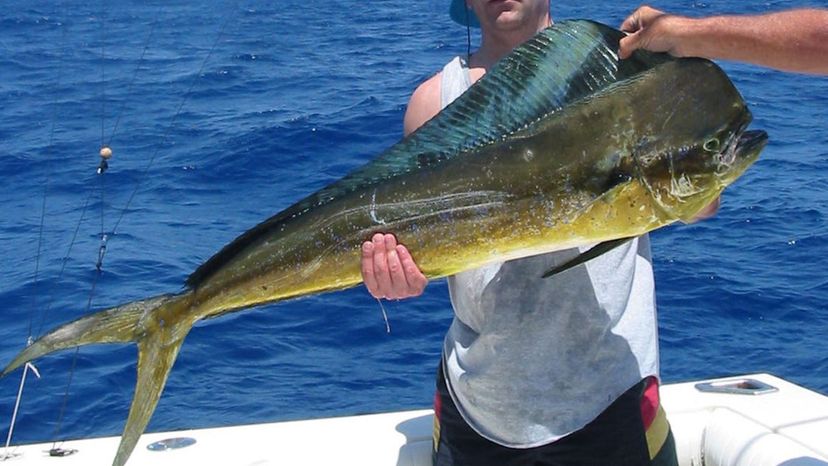 Mahi-Mahi