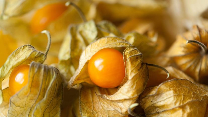 Ground Cherry