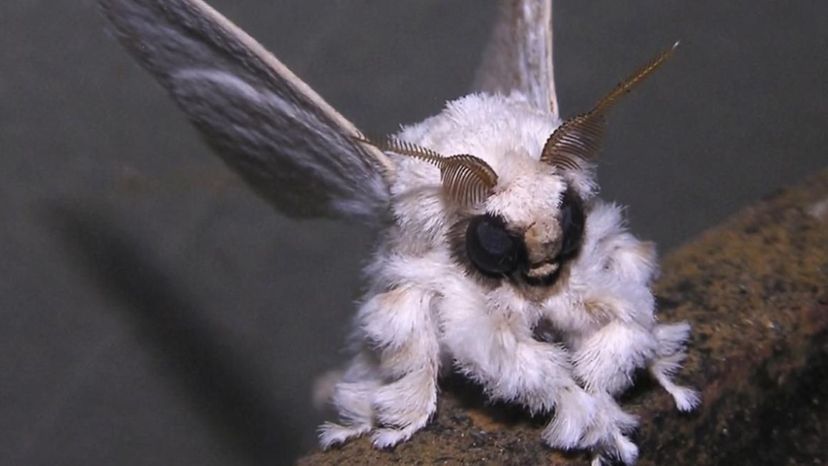 Venezuelan poodle moth