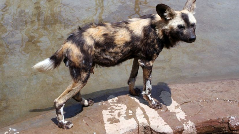 African Wild Dog