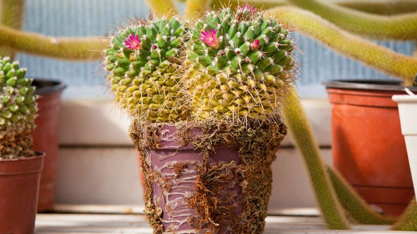 Woolly Nipple Cactus