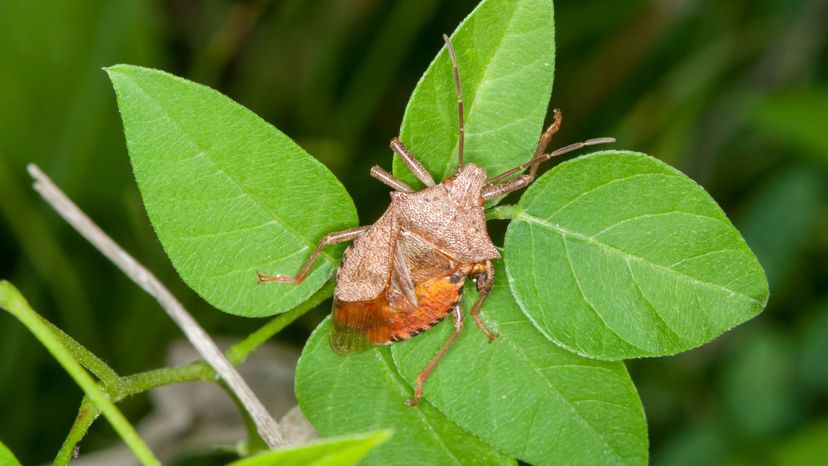 Spined Soldier Bug