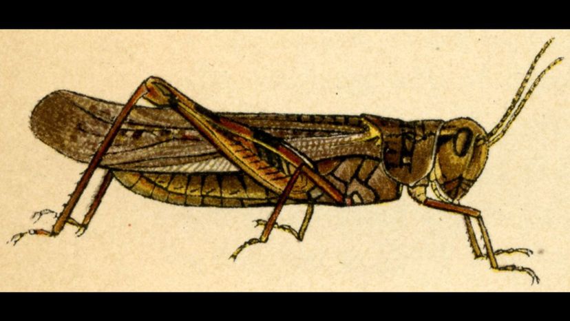 Rocky Mountain Locust
