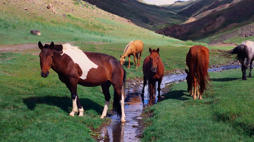 Mongolian horse