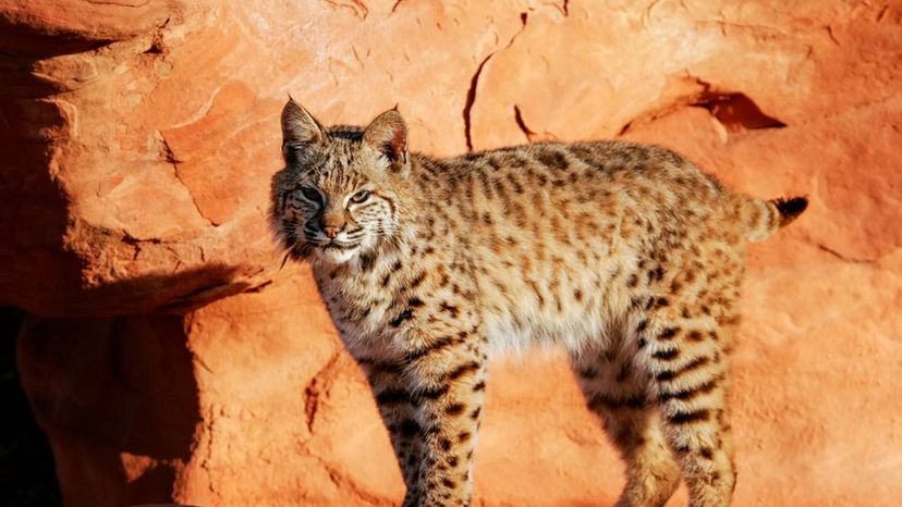 Bobcat