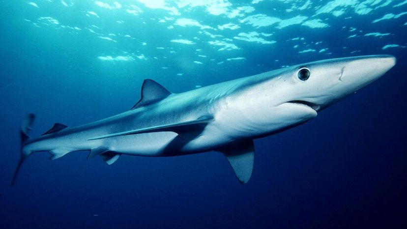 Blue shark