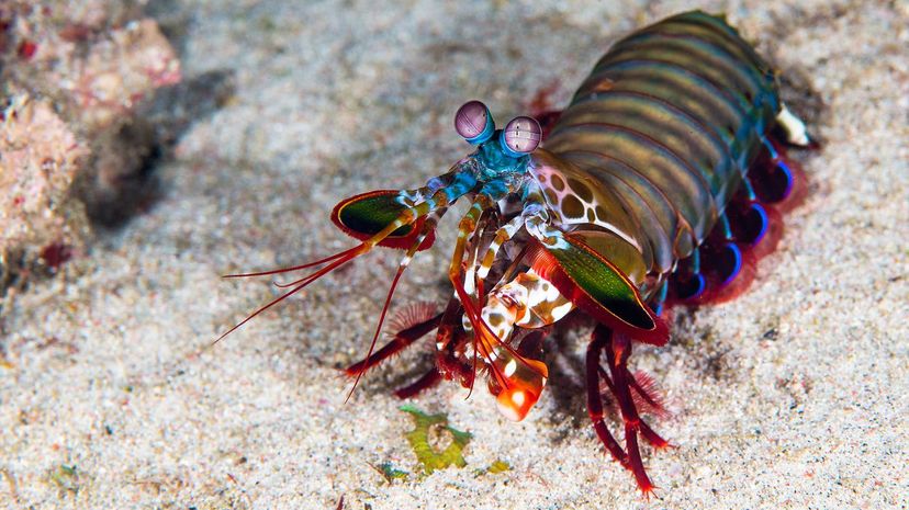 Mantis shrimp