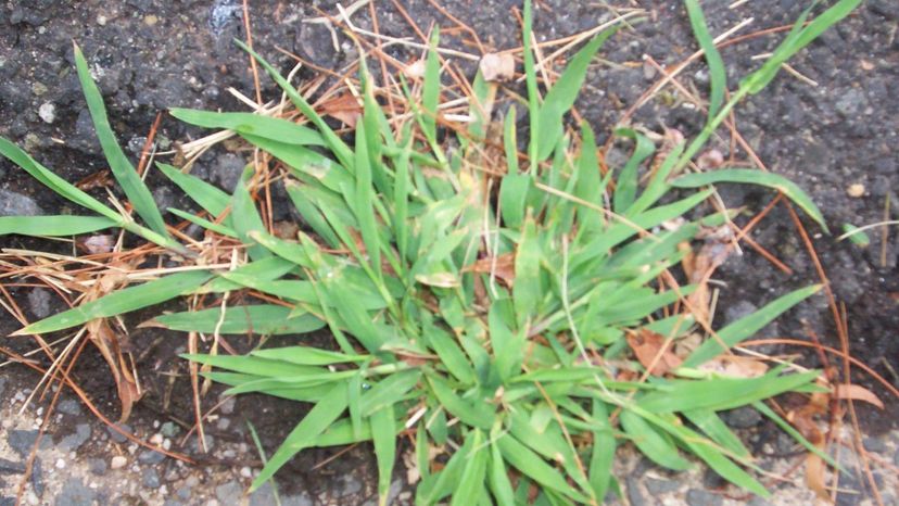 Crabgrass