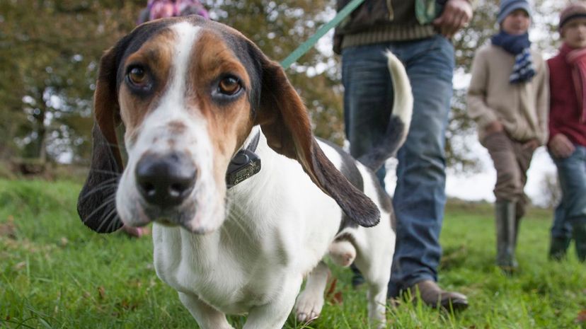 Basset Hound