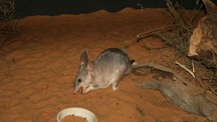 Bilbies