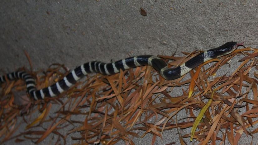 Many-banded_Krait