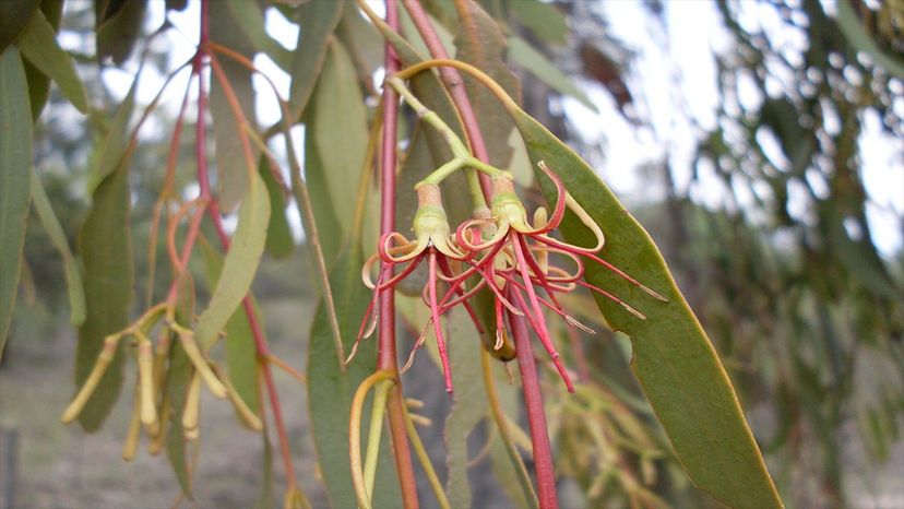 Mistletoe