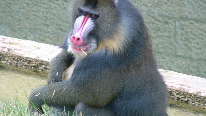 Mandrill