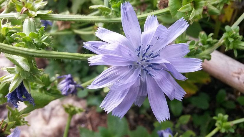 Chicory