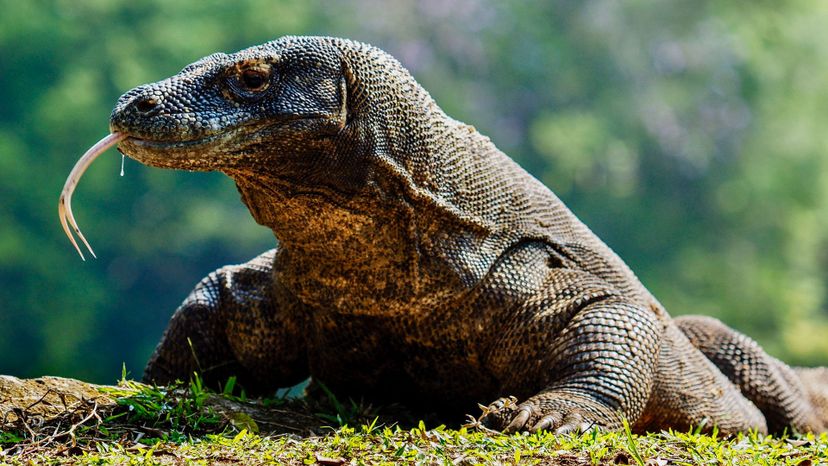 Komodo Dragon