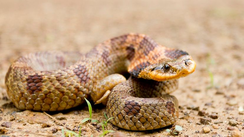 34 Hog-Nosed Snake