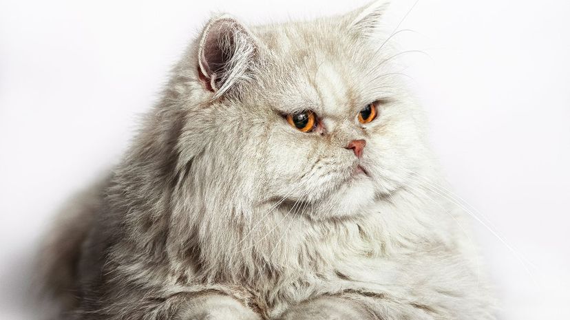 Persian cat