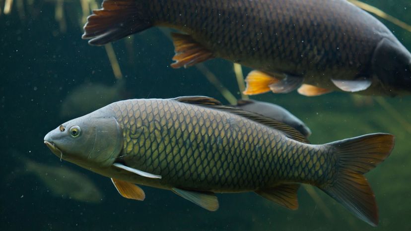 Common Carp