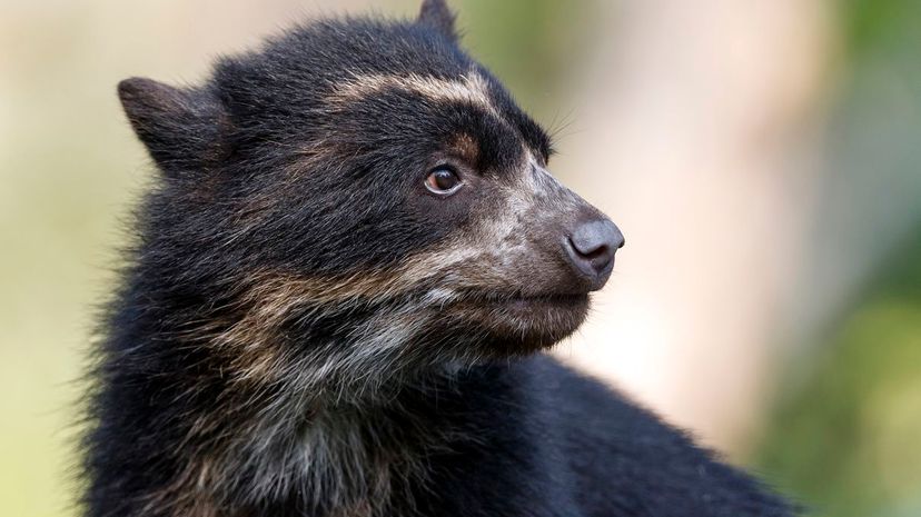 Spectacled Bear