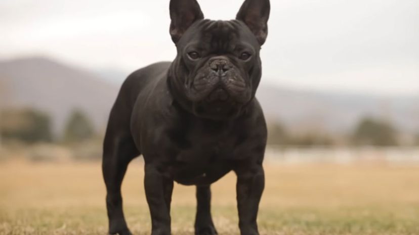 27 French bulldog