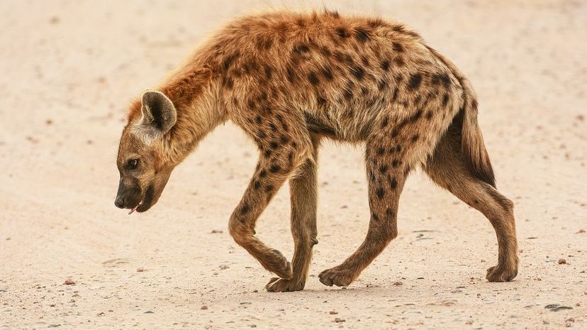 Hyena