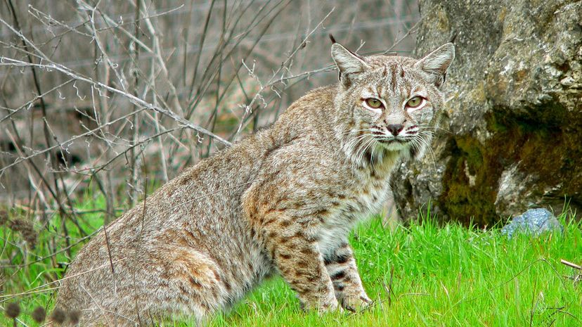 3-Bobcat