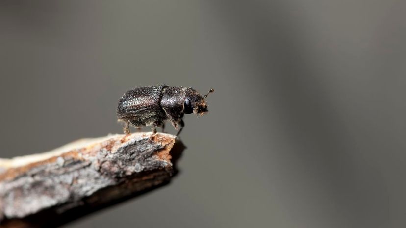 Mountain Pine Beetle