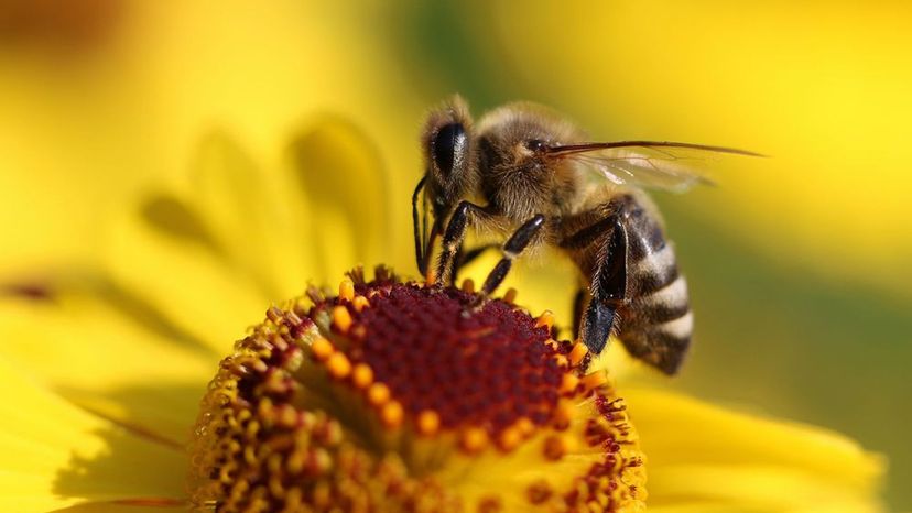 How Well Do You Know Facts and Myths About Bees?