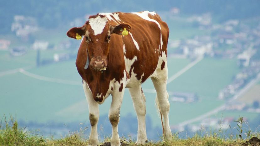 ayrshire cattle