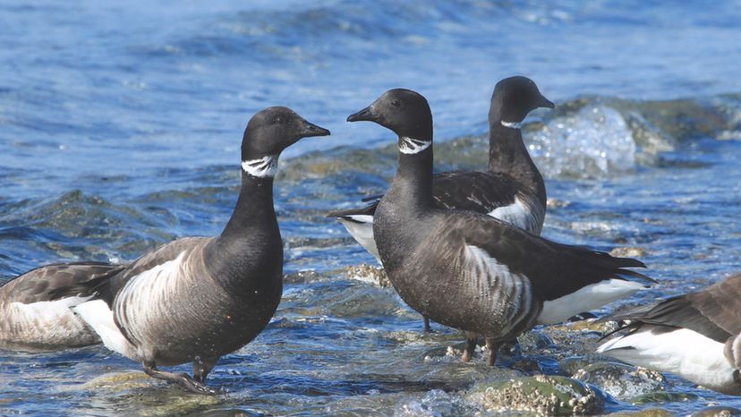 Black Brant