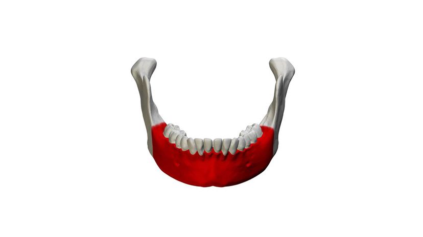 Mandible