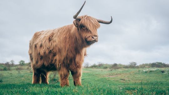 What Celtic Animal Is Your Soul Guardian?