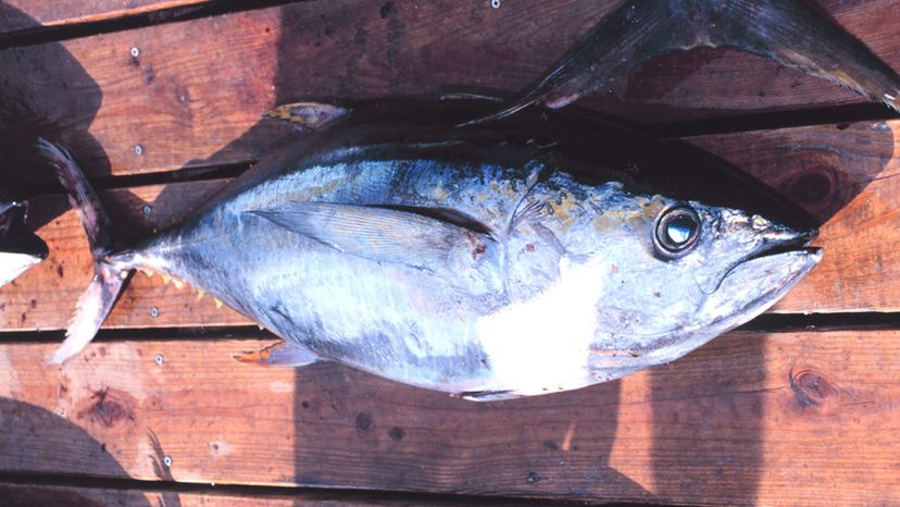 Yellowfin tuna