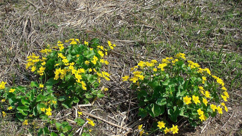 Marsh-marigold (caltha palustris)