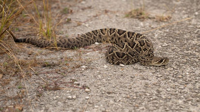 Eastern Diamondback Rattlesnake