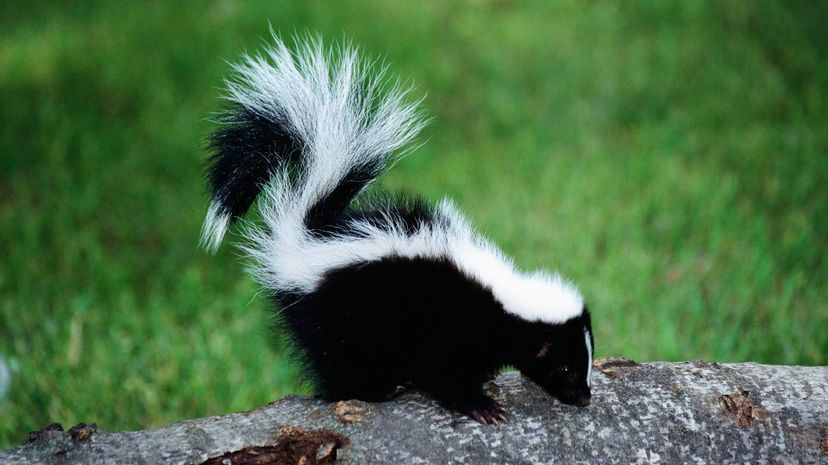 Skunk