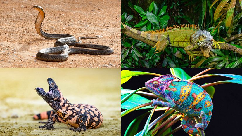 chameleon, iguana, gila monster, king cobra
