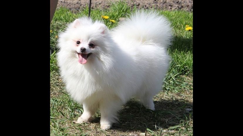 Pomeranian