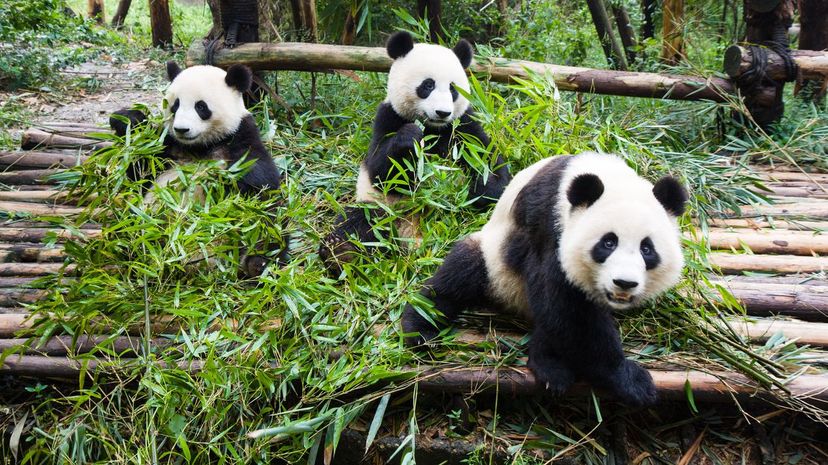 Young pandas eating bamboo