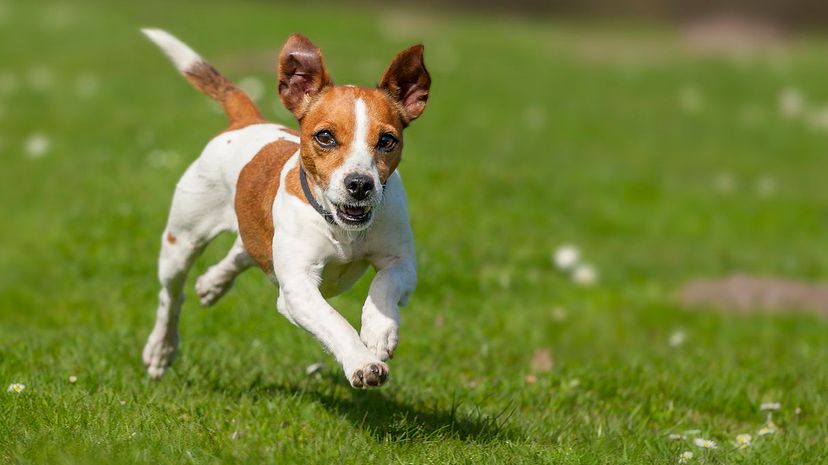 Can You Identify These Small Dog Breeds?