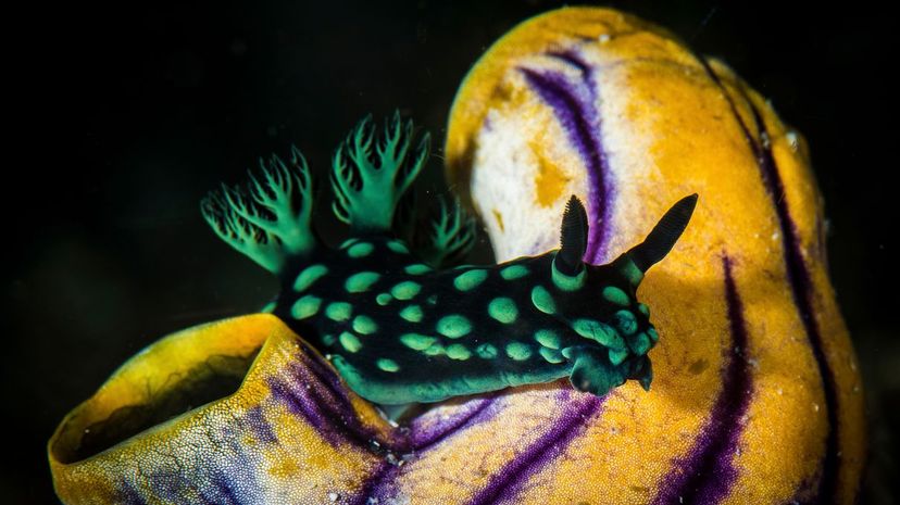 Nembrotha cristata