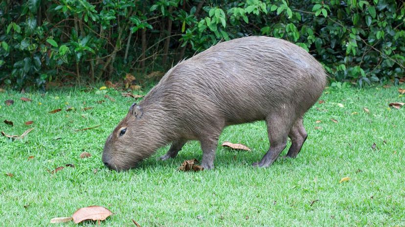 Capybara